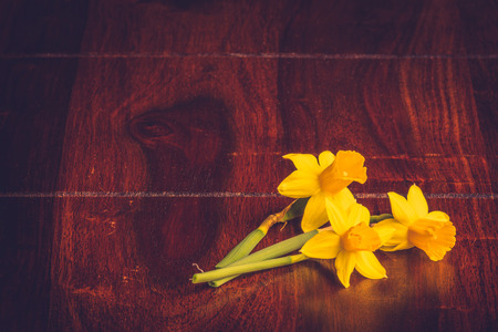 Yellow daffodils on a dark wooden table