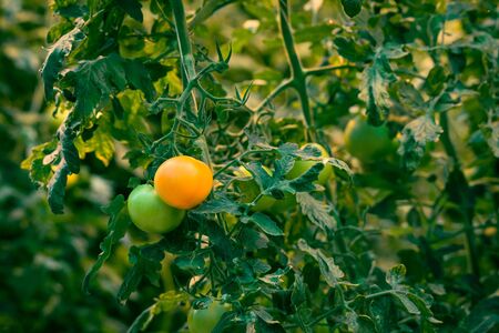 Tomato plant with fresh tomatoes in orange and green colorsの写真素材