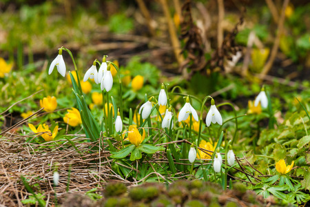 Eranthis and snowdrop flowers in a garden at springtime