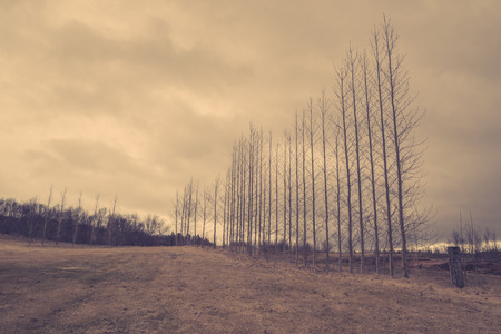 Bare trees on a row in sepia colorsの写真素材