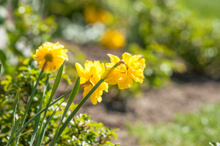 Daffodils in a home garden in the springの写真素材