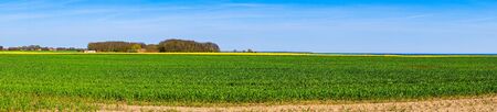 Panorama landscape with a canola field in blue skyの写真素材