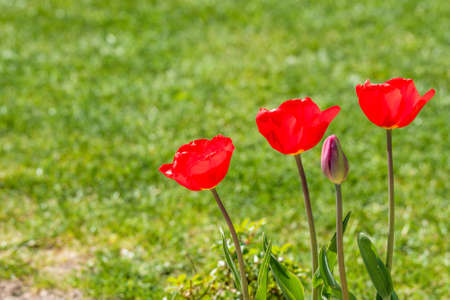 Red tulips in a garden with a green lawn in the backgroundの写真素材