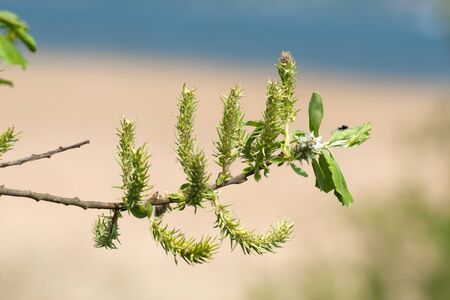 Twig with green seeds in the spring