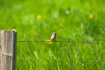 Sparrow sitting in rural environment in the summerの写真素材