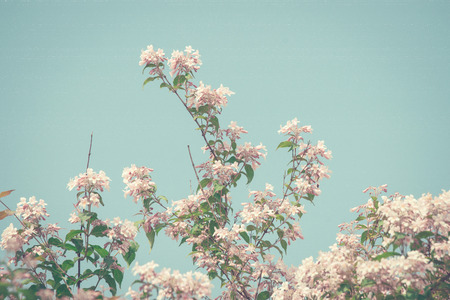 Cherry tree with white flowers in retro colors