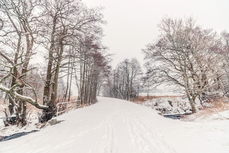 Trees along a forest trail with snow in the winter
