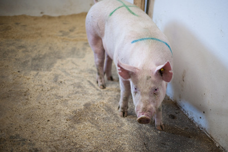 Pig standing in a stable with grain on the floor