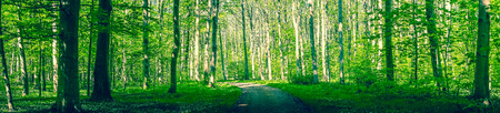 Forest path surrounded by green trees in a panorama sceneryの写真素材