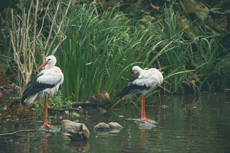 Stork couple by a river in green natureの写真素材