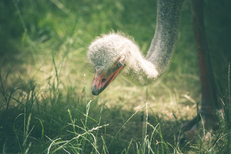 Ostrich searching for food in green grassの写真素材