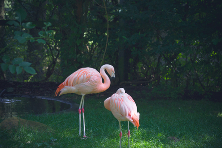 Two flamingos in a jungle with green plantsの写真素材