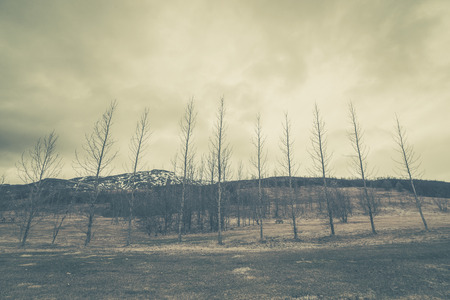 Trees on a row with a mountain in the background in sepia colorsの写真素材