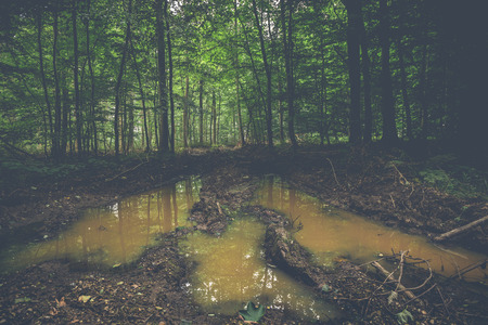 Muddy puddle in a dark forest with green treesの写真素材