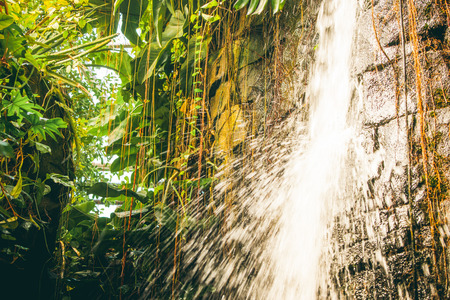 Tropical waterfall in a rainforest with green vegetation and plantsの写真素材