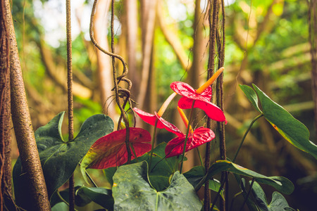 Anthurium flowers in a rainforest with green vegetation and lianasの写真素材