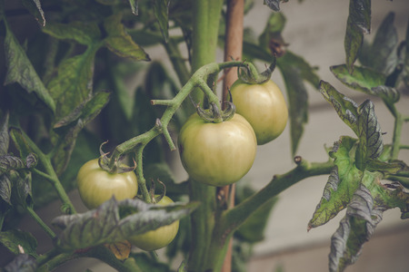 Green tomatoes on a plant in a greeneryの写真素材