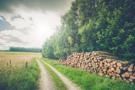 Rural scenery with wooden logs by a roadsideの写真素材