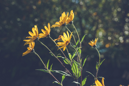 Yellow marguerites in the wind on dark bokeh background