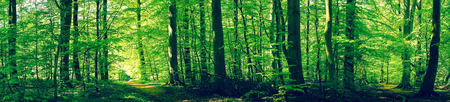 Forest scenery with green beech trees in panoramaの写真素材