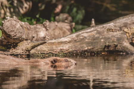Beaver swimming in a lake in Canada in the summer