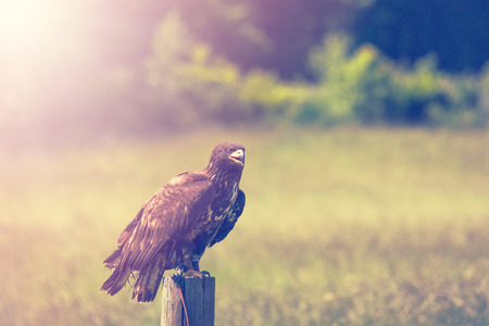 Eagle on a meadow in the morning sunriseの写真素材