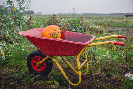 Wheelbarrow with orange pumkins on a rural field in octoberの写真素材