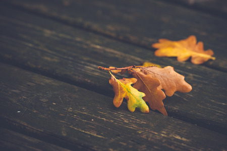 Orange and brown maple leaves on a wooden background in the fallの写真素材