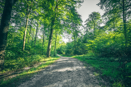 Dirt trail going through a green forest in the spring