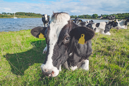 Cow lying in the green grass near a lakeの写真素材