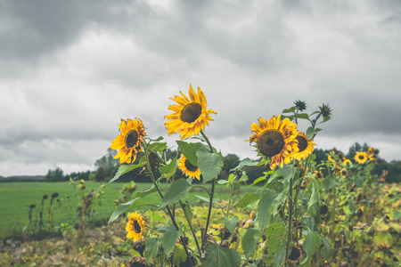 Sunflowers on a field in cloudy weather in the fallの写真素材