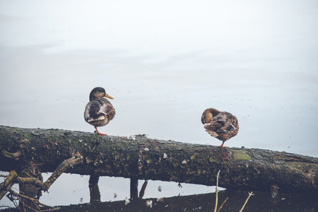 Male and female duck on a fallen tree at a lake in autumnの写真素材