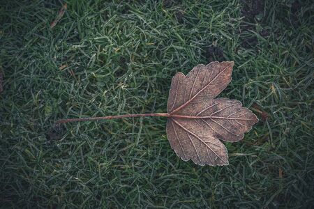 Frozen maple leaf on a cold day in the fall lying in the green grass with frostの写真素材