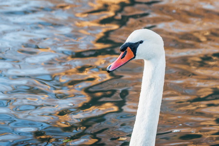 Headshot of a white swan in a lake sunrise with reflection in the waterの写真素材