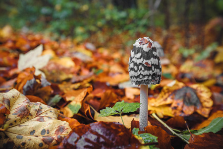 Black Coprinopsis picacea mushroom with white spots in a forest in the fall with autumn leaves in beautiful autumn colors in the autumn seasonの写真素材