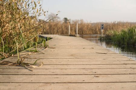 Wooden pier by a lake in autumn with planks of tree near the water surrounded by reedsの写真素材