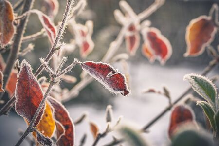 Cold morning with frost on plants in a garden in an early winter sunriseの写真素材