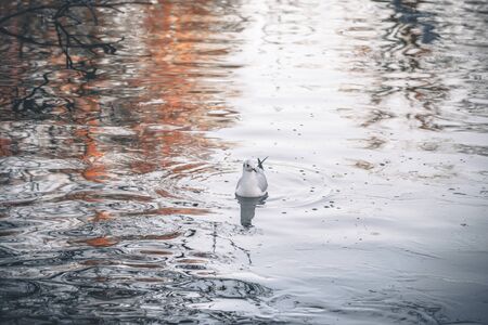 Wild bird in the cold water in the morning sunrise on a winter dayの写真素材