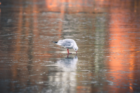 Seagull looking for food on a frozen lake in the winter with sunrise reflections on the ice