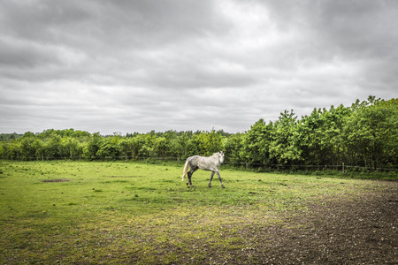 White horse walking on a field with a fence in a rural environment with green trees and cloudy weatherの写真素材