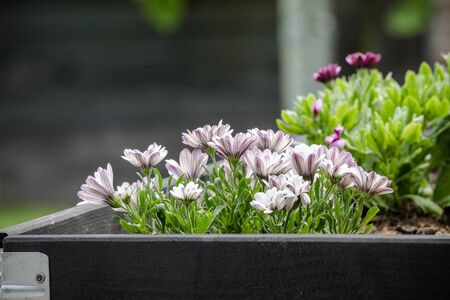 Garden flowers in  black wooden box in the summer looking beautiful with green leavesの写真素材