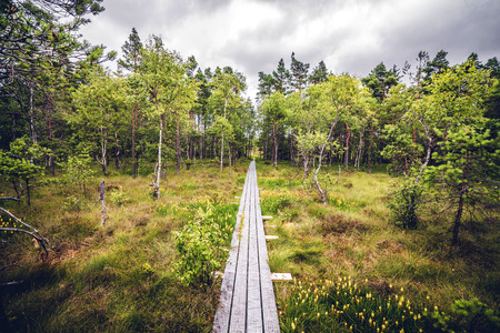 Wooden nature trail made of planks in a forest landscape with trees and grassの写真素材