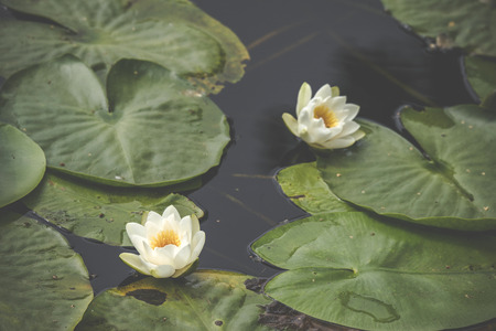 White lily flowers in calm and dark water with large green leaves floating on the waterの写真素材