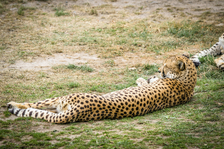 Leopard sleeping in the sun on a green area in the summerの写真素材