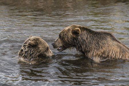 Two brown bears playing in a lake with wet fur in the fall