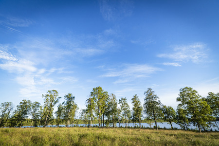 Trees in front of a lake in the summer on a meadow with green grassの写真素材
