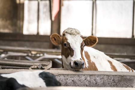 Cow in white and brown colors in a stable looking over a wallの写真素材