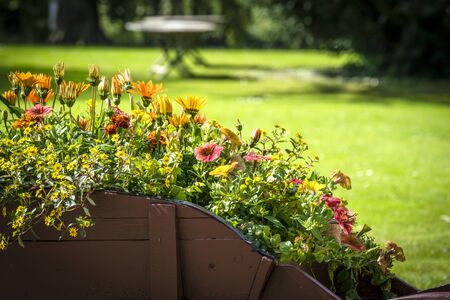 Colorful flowers in a wooden wheelbarrow in a garden in the summerの写真素材