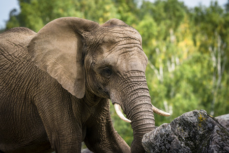 Elephant playing with a rock trying to lift it with the trunk