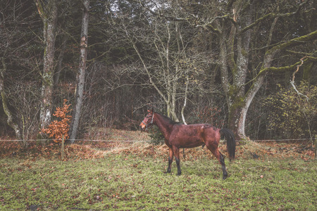 Brown horse on a rural meadow in the fall with a spooky dark forest in the backgroundの写真素材